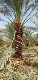 نخل للبيع تكريب هلال من ثلاثه متر لا سته متر جده مكه الطائف 2