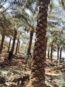 نخل للبيع تكريب هلال من ثلاثه متر لا سته متر جده مكه الطائف 9