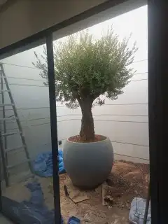 زيتون معمر جميع المقاسات 13