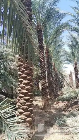 نخل للبيع تكريب هلال من ثلاثه متر لا سته متر جده مكه الطائف 1