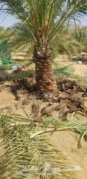 مقاول شبوك ونخيل ج 9