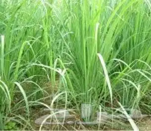 جمال حديقتك هدفنا بخصومات توصل ل 50  على الزراعه 1