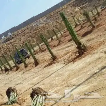 مقاول شبوك ونخيل ج 8