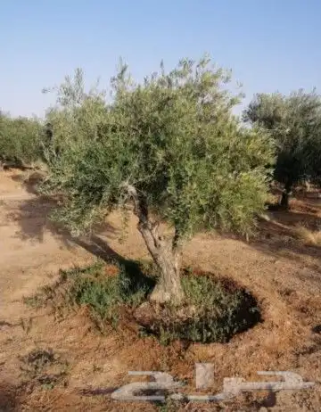 زيتون معمر جميع المقاسات 5
