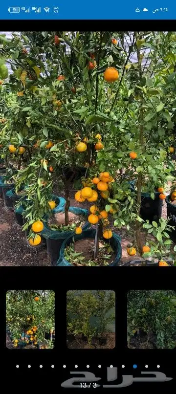 جمال حديقتك هدفنا بخصومات توصل ل 50  على الزراعه 9