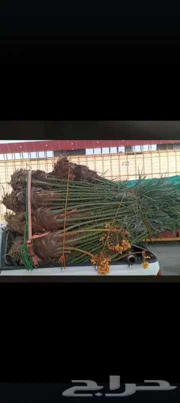 يوجد لدينا جميع انواع انخيل المثمرة والزينه 4