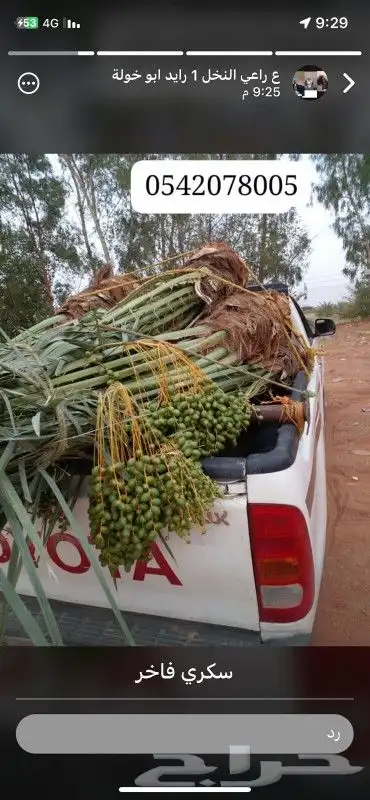 نقوم بقلع وغرس جميع انواع النخيل 7