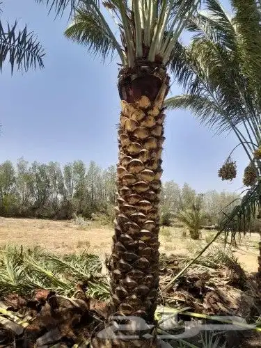 نقوم بقلع وغرس جميع انواع النخيل 9