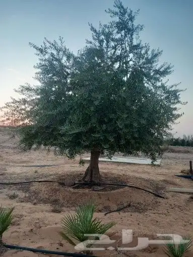 زيتون معمر جميع المقاسات 3