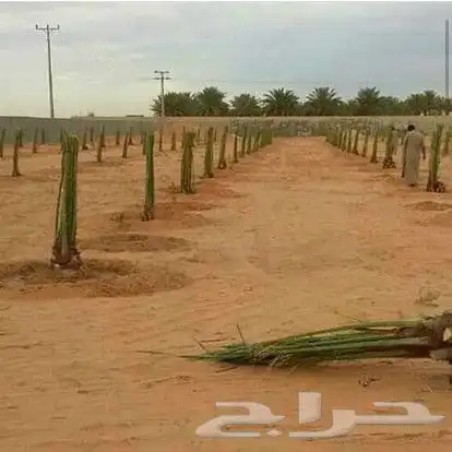 نقوم بقلع وغرس جميع انواع النخيل 6