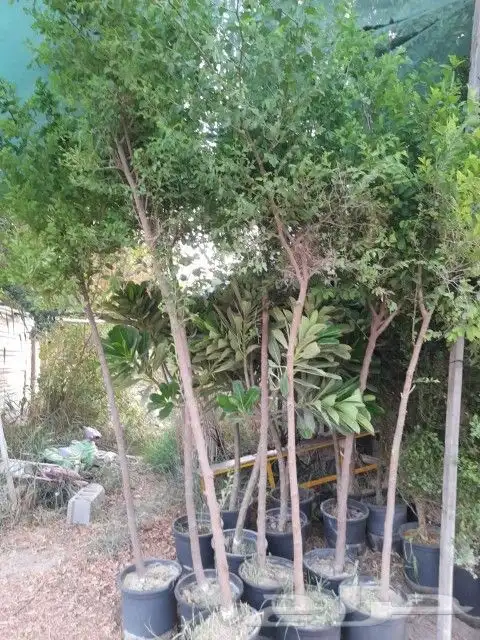 جمال حديقتك هدفنا بخصومات توصل ل 50  على الزراعه 2