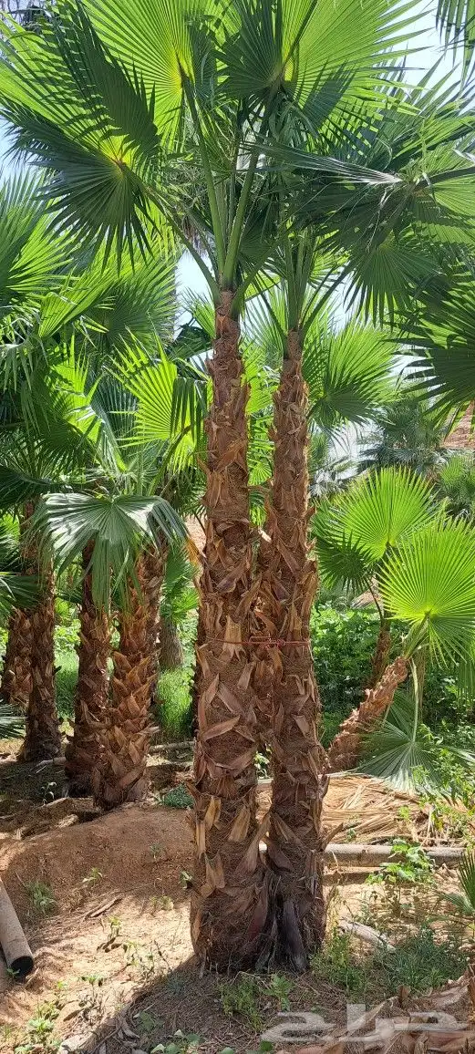 نخل واشنطن زينه أمريكي للبيع 9