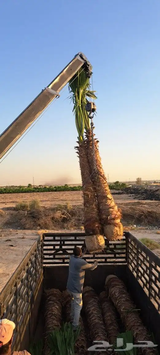 نخل واشنطن زينه أمريكي للبيع 6