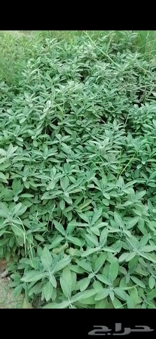 ميراميه خضراء 0