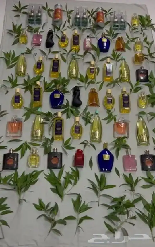 اي شي تحتاجه من عطور اخدمك بعيوني وبسعر طيب ولاتهتم اخوكم 7