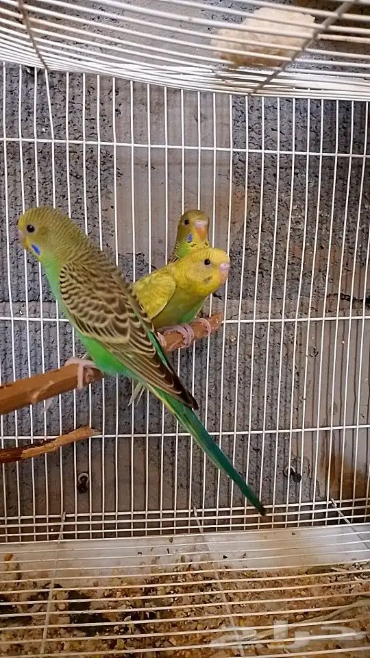 بادجي جمله 70 ريال للطير 3