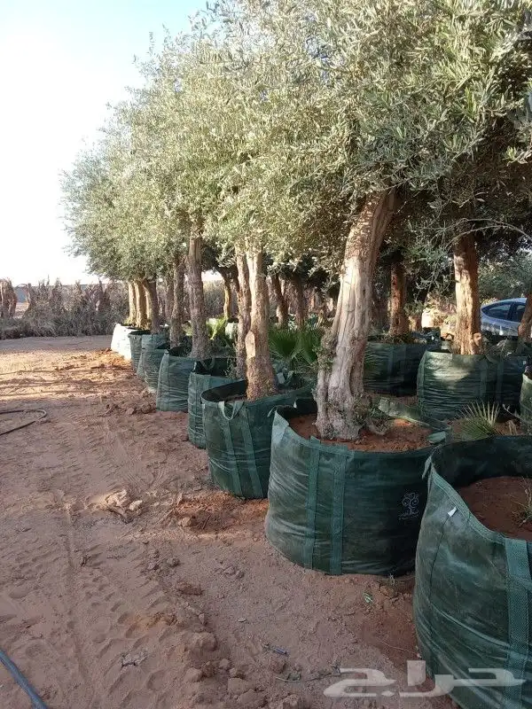 يوجد لدينا الزيتون المعمر لتواصل 1