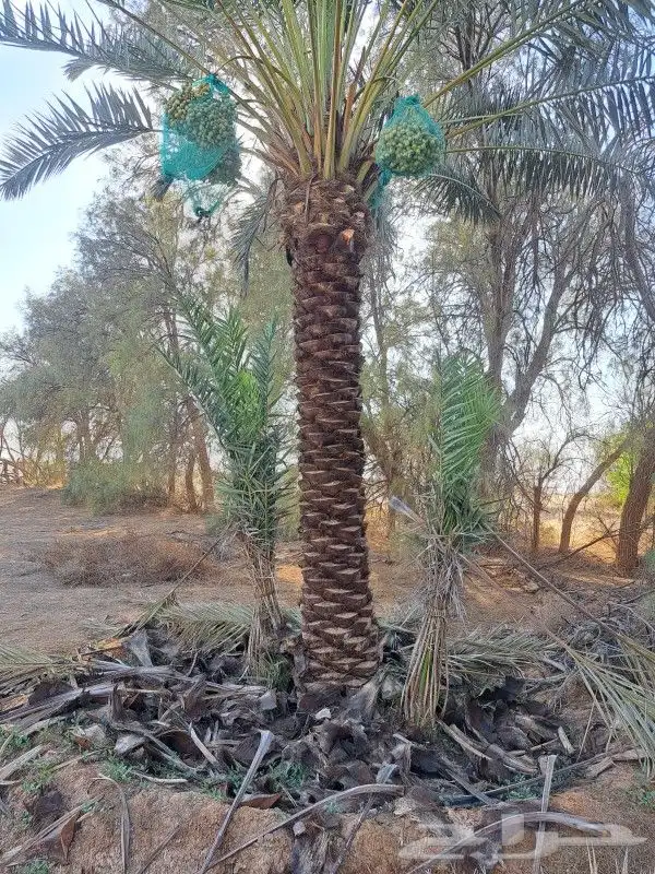 نخل واشنطن زينه أمريكي للبيع 5