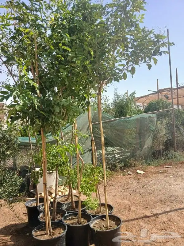 مشتل تنسيق الحدايق 1