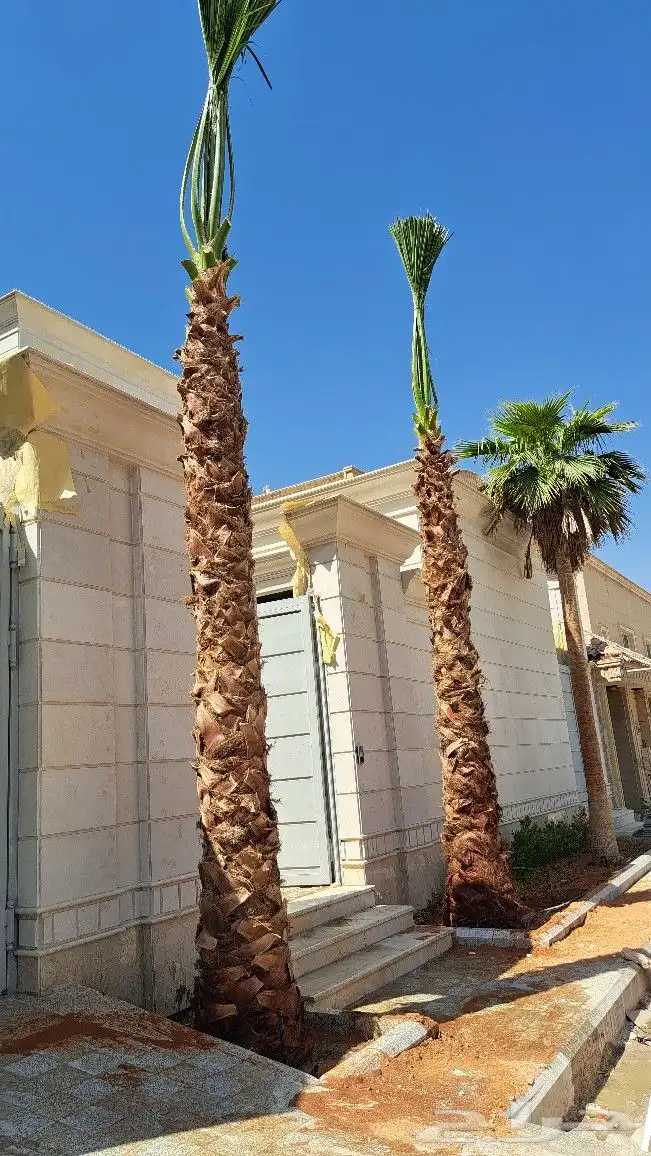 نخل واشنطن زينه أمريكي للبيع 4