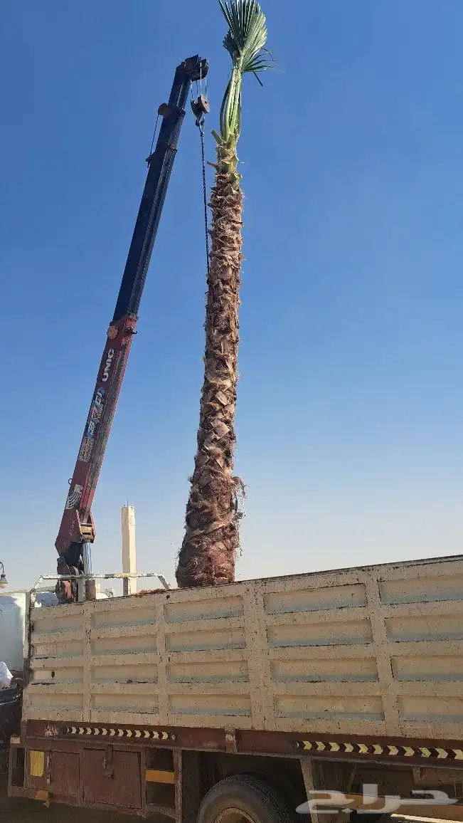 نخل واشنطن زينه أمريكي للبيع 2