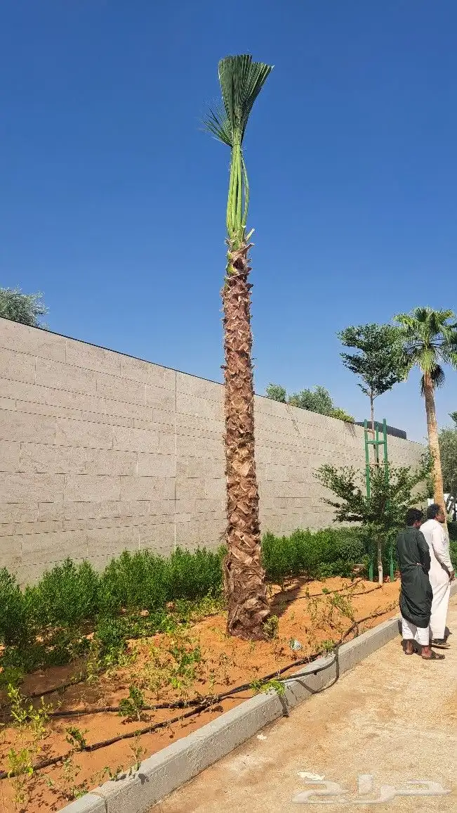 نخل واشنطن زينه أمريكي للبيع 3