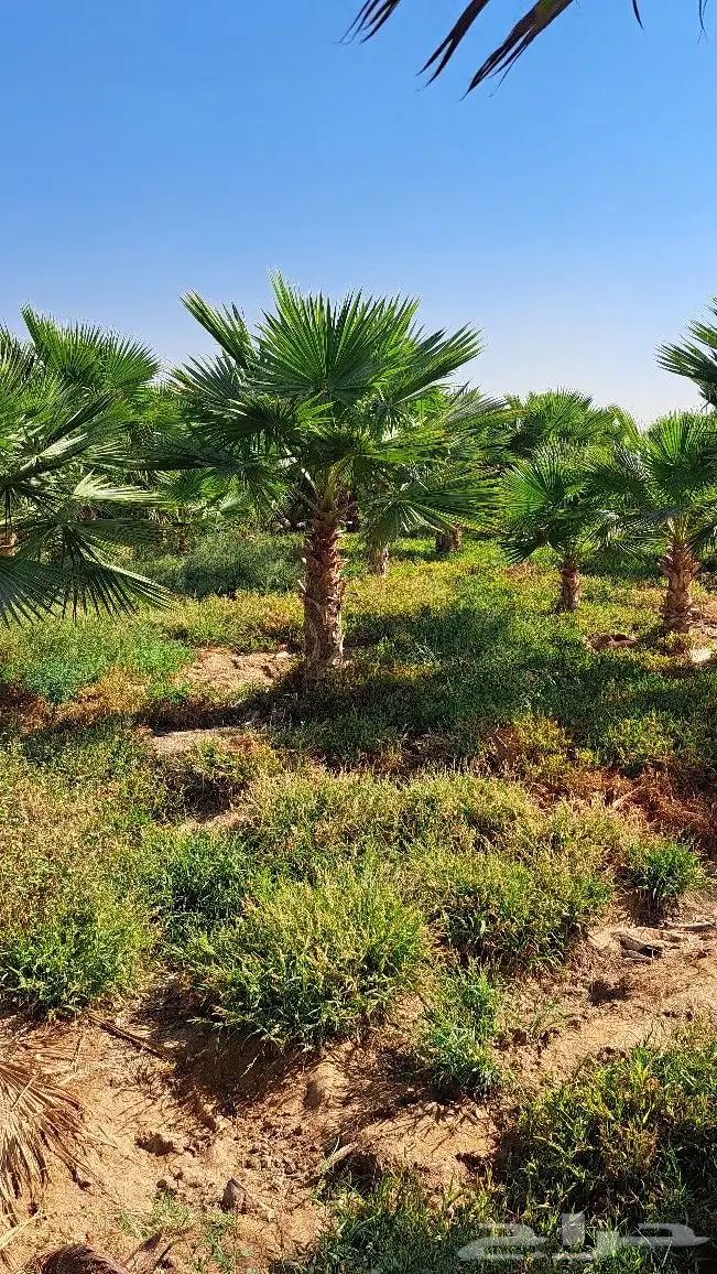 نخل واشنطن زينه أمريكي للبيع 1