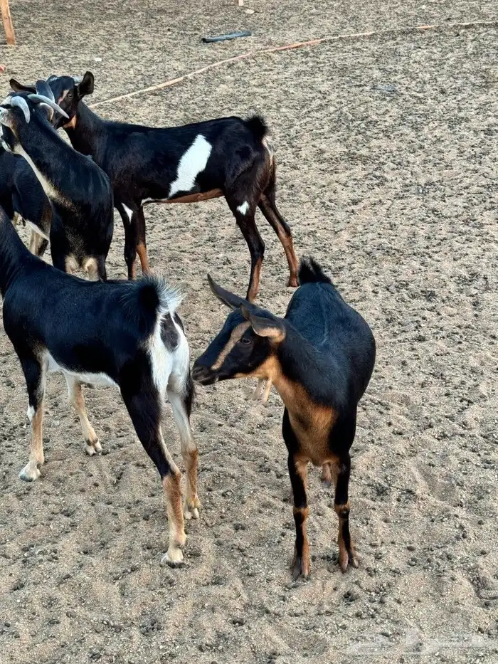 نوادر الماعز الحو 2