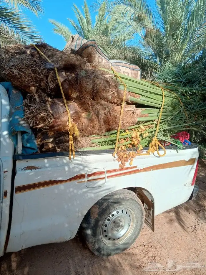 يوجد لدينا جميع انواع انخيل المثمرة والزينه 5