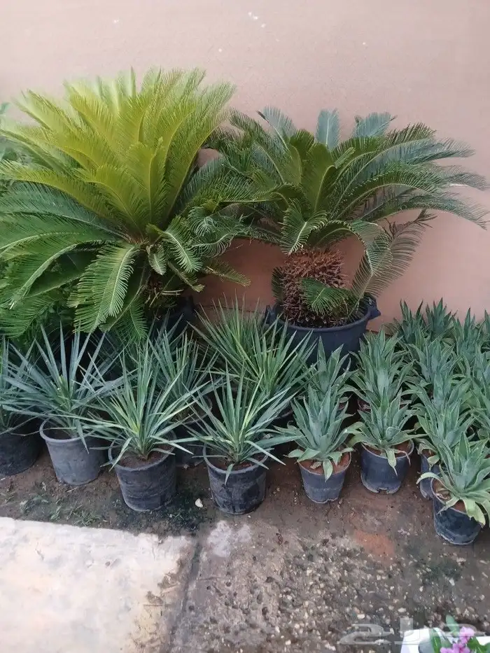 مشتل تنسيق الحدايق 9