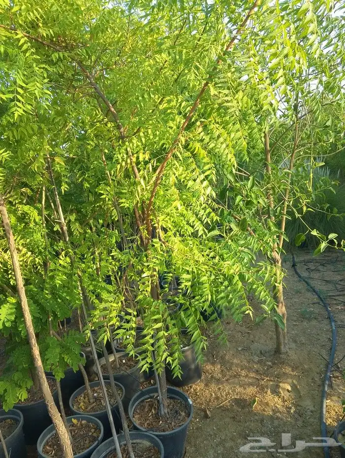 جمال حديقتك هدفنا بخصومات توصل ل 50  على الزراعه 8