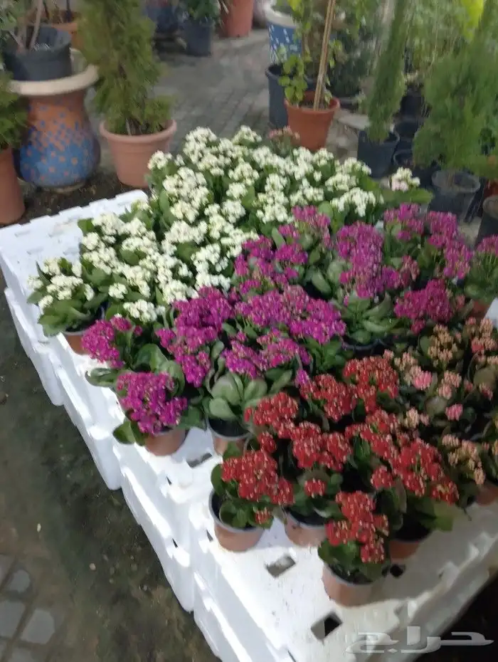 جمال حديقتك هدفنا بخصومات توصل ل 50  على الزراعه 6