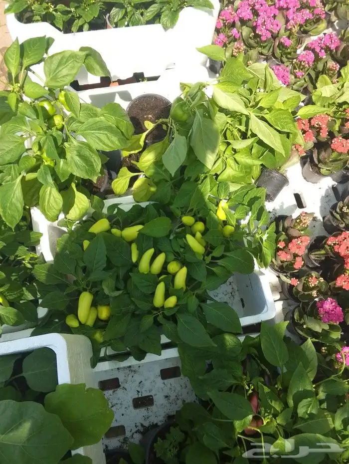 جمال حديقتك هدفنا بخصومات توصل ل 50  على الزراعه 3