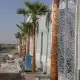 نخيل توريد وغرس 6