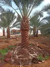 يوجدلديناجميع انواع انخيل توصيل الاجميع مناطق المملكه 9