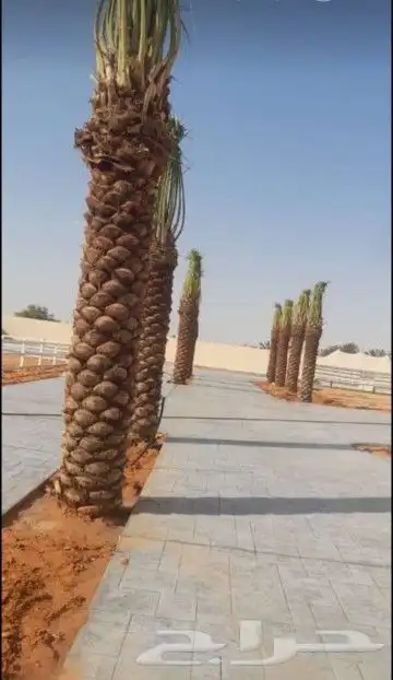 نخل وشنطني والعربي 9