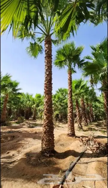 نخل وشنطني والعربي 3