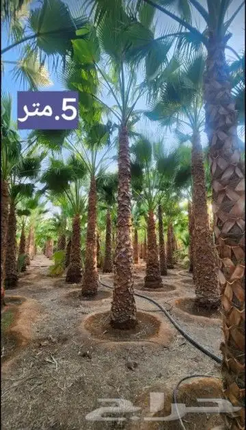 نخل وشنطني والعربي 6
