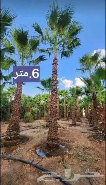 نخل وشنطني والعربي 5