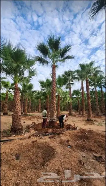 نخل وشنطني والعربي 2