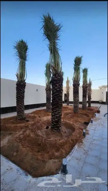 نخل وشنطني والعربي 7