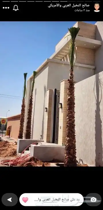 نخل وشنطني والعربي 1