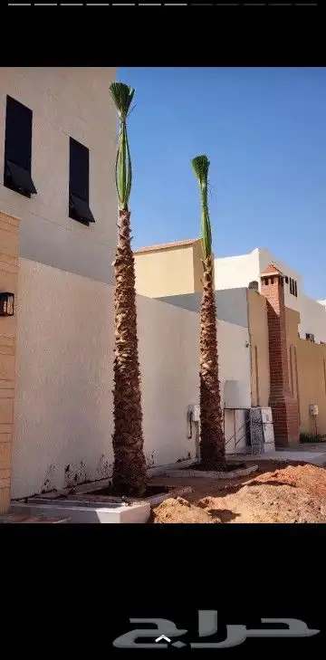 نخل وشنطني والعربي 0