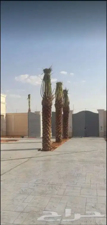 نخل وشنطني والعربي 4