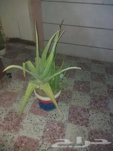 شجره الصبار 2