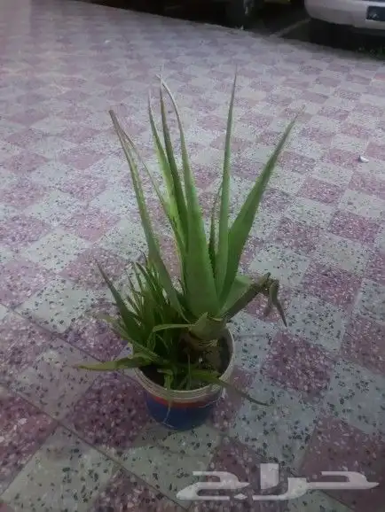 شجره الصبار 0