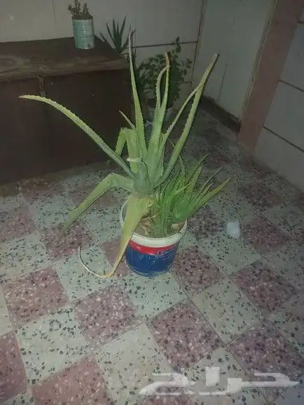 شجره الصبار 3