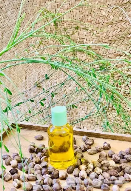 بذور المورينجا البان العربي صالحه للزراعه والعصر . 0
