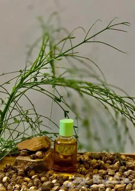 بذور المورينجا البان العربي صالحه للزراعه والعصر . 1