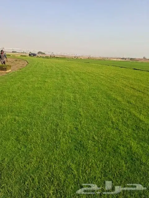 نقدم لكم تيل 2000C صافي وطبيعي درجه اولى ممتاز موجود تركيب 2